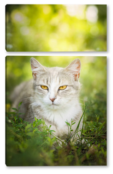  Серая полосатая кошка гуляет на поводке по зеленой траве на открытом воздухе..