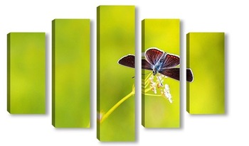 Модульная картина красивая темная бабочка  сидит на лугу в окружении зеленой травы и солнечного света