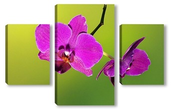Модульная картина орхидея   