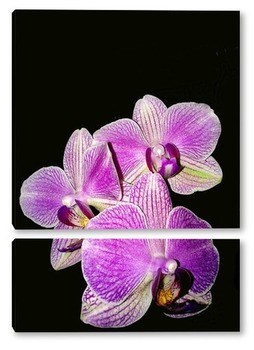  Орхидеи - бабочки 