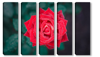  Red rose in a romantic background.	