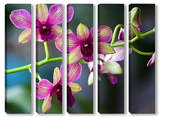  Нежные орхидеи 3