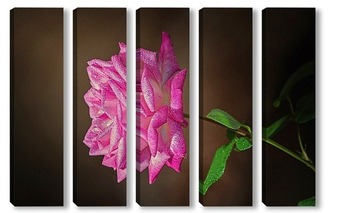  Роскошная ветка бордовой орхидеи цимбидиум