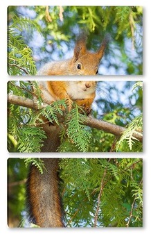  Red squirrel sits in the grass..	