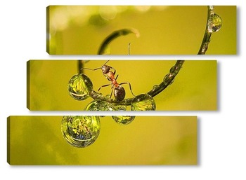  Бабочка и муравей с каплей воды