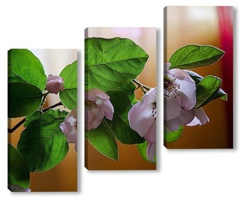  Ветка цветущей сакуры