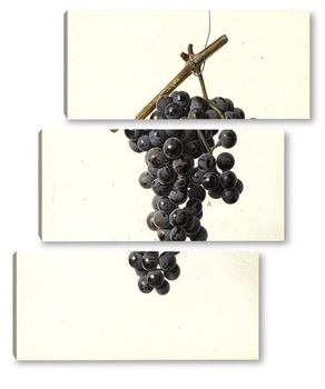  Виноград
