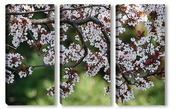 Модульная картина Ветка цветущей сакуры