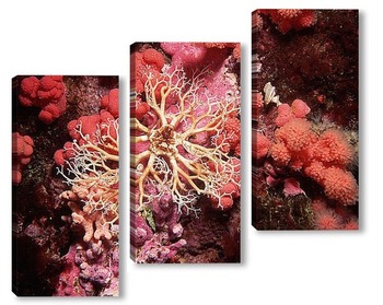 Модульная картина Coral009