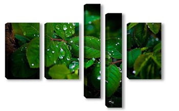 Модульная картина Листья клубники после дождя