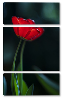Модульная картина Два тюльпана
