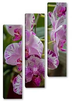 Модульная картина Орхидея доритинопсис Жемчужина Тейды