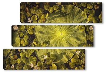 Модульная картина Лист лотоса Комарова лежит на воде в пруду. Его окружают миниатюрные белые цветы