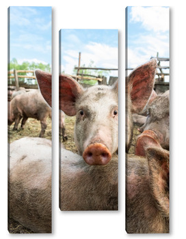 Модульная картина Pig farming raising and breeding of domestic pigs.	