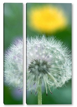  Dandelion seed pod in a beautiful background