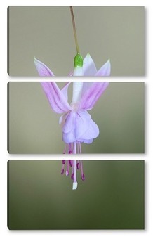  Орхидея  фиолетова