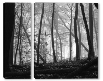  туманный осенний  лес
