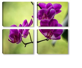  Цветущая ветка розовой орхидеи фаленопсис