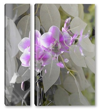 Модульная картина Цветущая орхидея