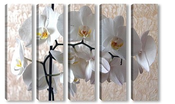  белая орхидея