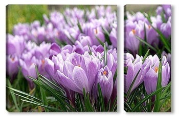  Purple Crocus Flowers in Spring. High quality photo..	