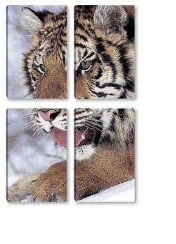  Тигры 81804
