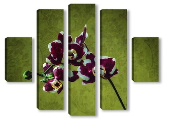 Модульная картина Орхидея фаленопсис Наоми