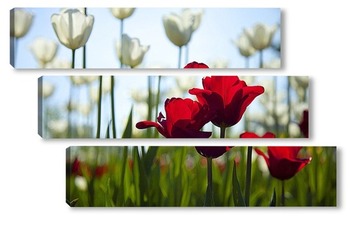 Модульная картина красные тюльпаны
