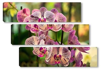 Модульная картина Орхидеи