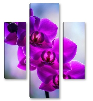 Модульная картина Орхидея фаленопсис Золушка