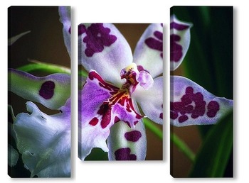  Снежные орхидеи
