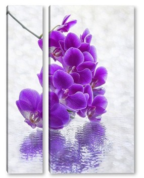Модульная картина Орхидея на мокром стекле