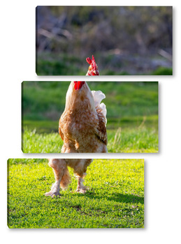 Модульная картина Beautiful Rooster standing on the grass in blurred nature green background.rooster going to crow.