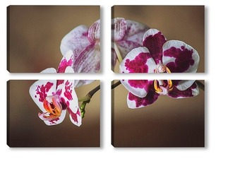  Орхидея гибридная