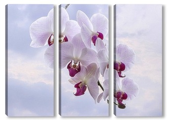  Цветущая гроздь орхидеи пелорик на фоне неба