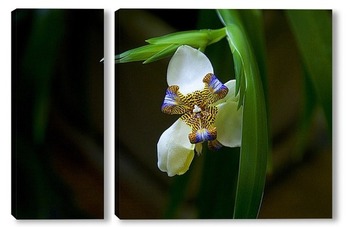  орхидеи  