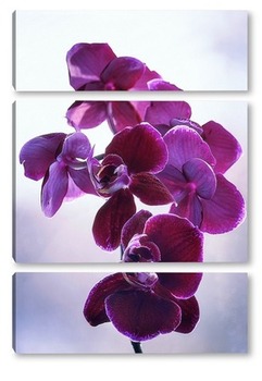  Цветущая ветка розовой орхидеи фаленопсис