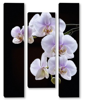 Модульная картина Орхидея фаленопсис Утренняя Заря на черном фоне