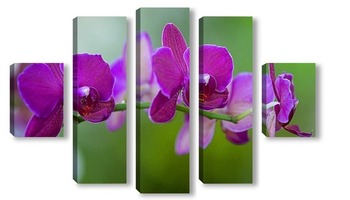  орхидеи   