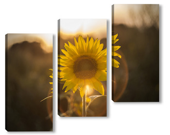 Модульная картина "Солнечный цветок-Подсолнух".