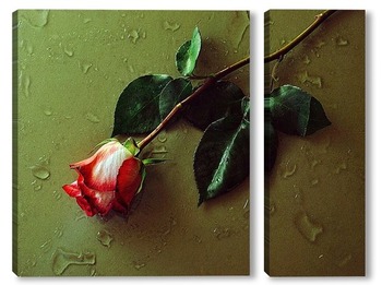 Модульная картина роза на мокром стекле