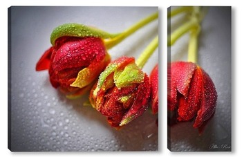 Модульная картина Три тюльпана в росе