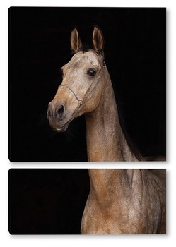 Модульная картина Ахалтекинская лошадь