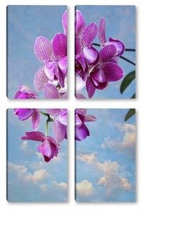  Ветка цветущей орхидеи фаленопсис