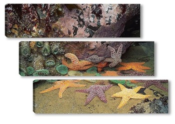 Модульная картина Starfish029