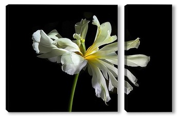  белые тюльпаны