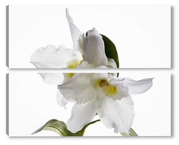  Орхидея Пафиопедилюм Принц крупным планом