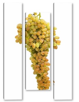 Модульная картина Большая гроздь винограда кишмиш