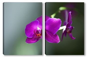 Модульная картина орхидея