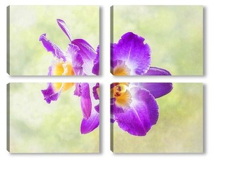  Орхидея на мокром стекле